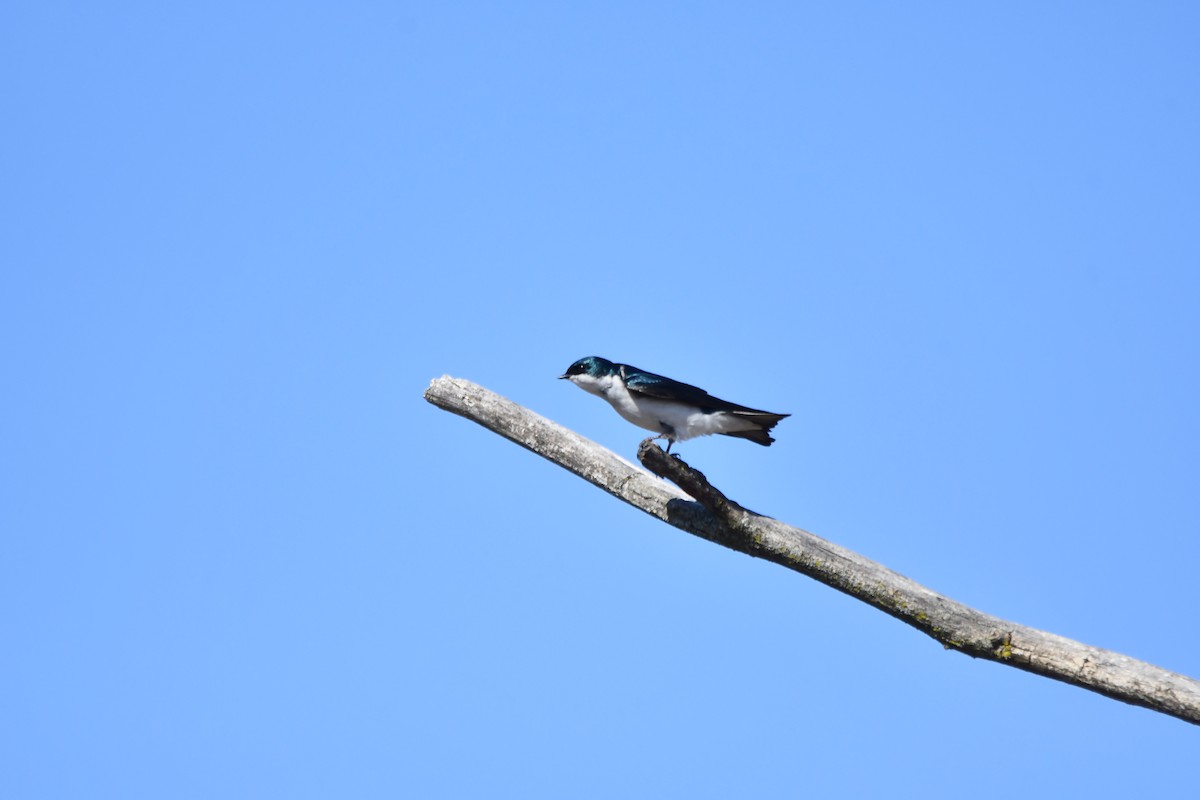 Tree Swallow - ML558595041