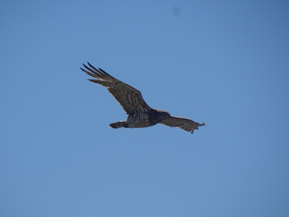 Могойч загалай - ML558596381