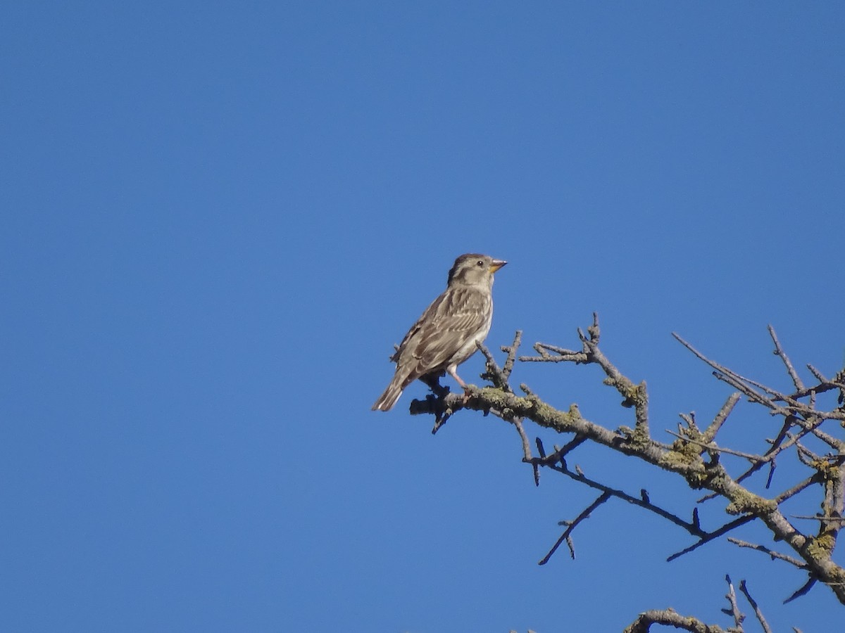 Хадны бор шувуу - ML558596701