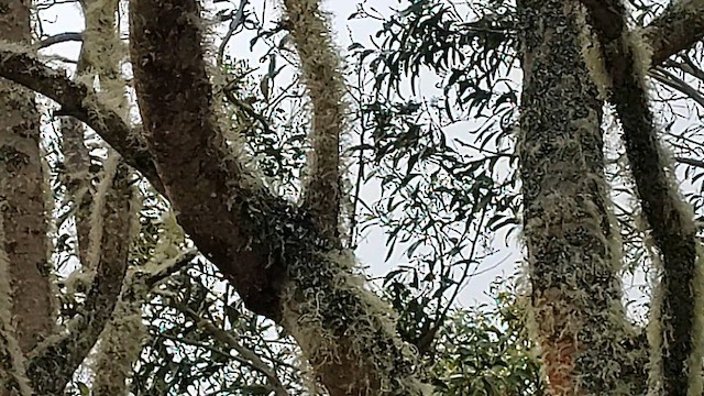 Mana-Akepakleidervogel - ML558596951