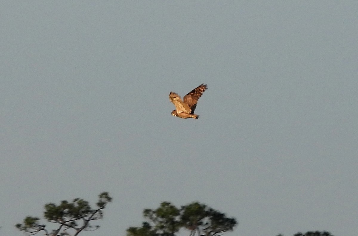 Great Horned Owl - ML558597041