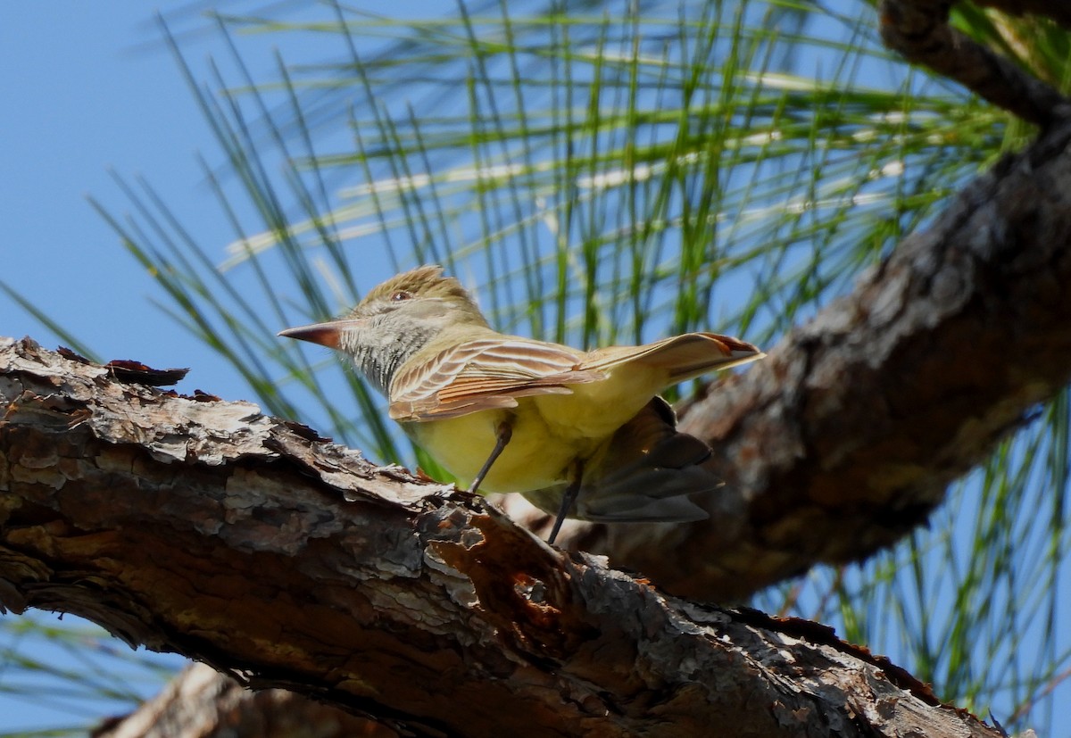 Great Crested Flycatcher - ML558597501