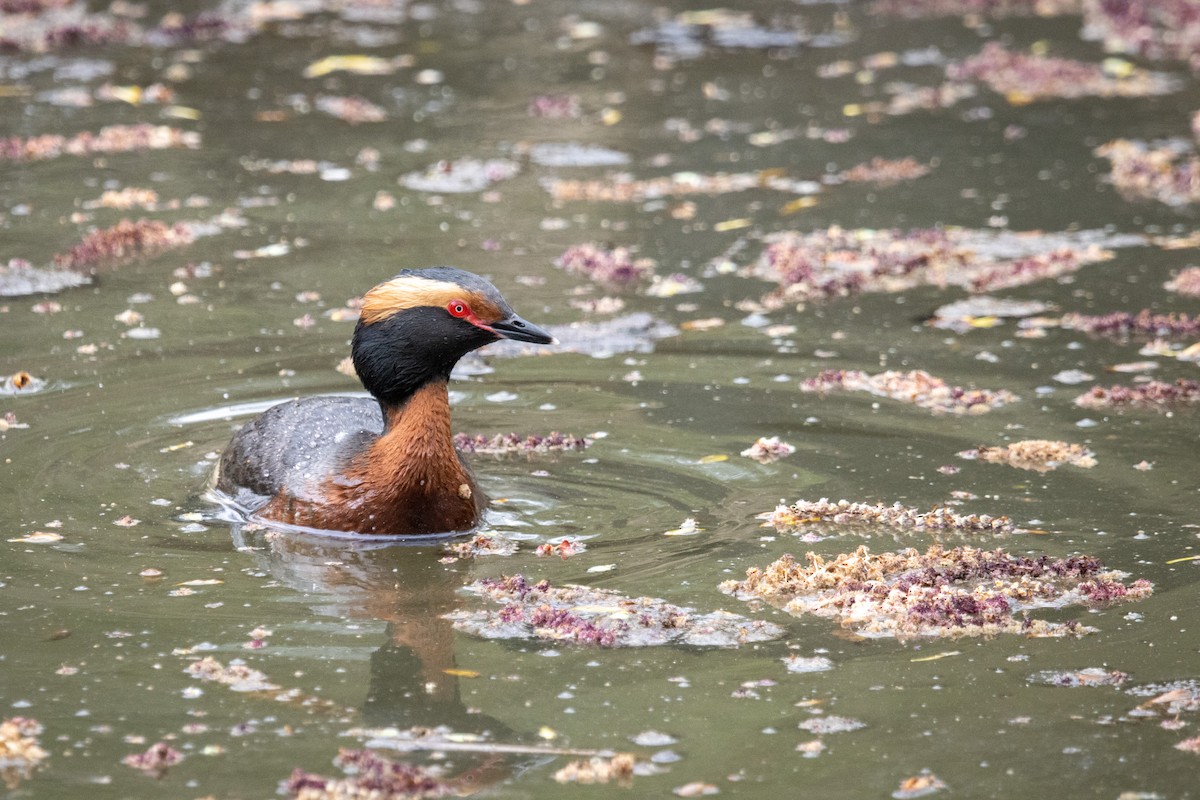 Horned Grebe - ML558597801