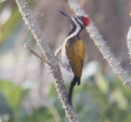 Greater/Common Flameback - ML558597971