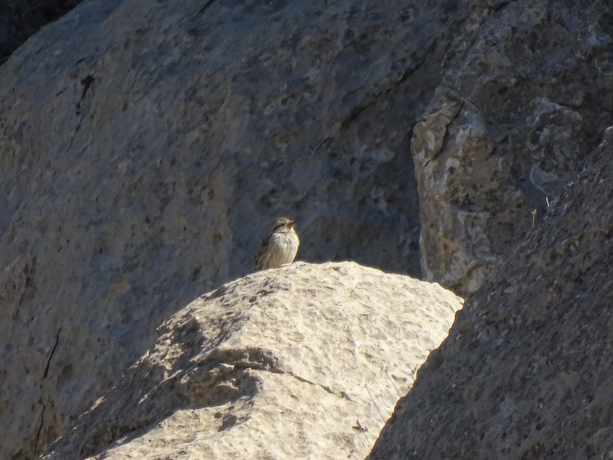 Хадны бор шувуу - ML558597991