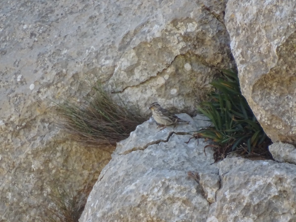 Хадны бор шувуу - ML558598001