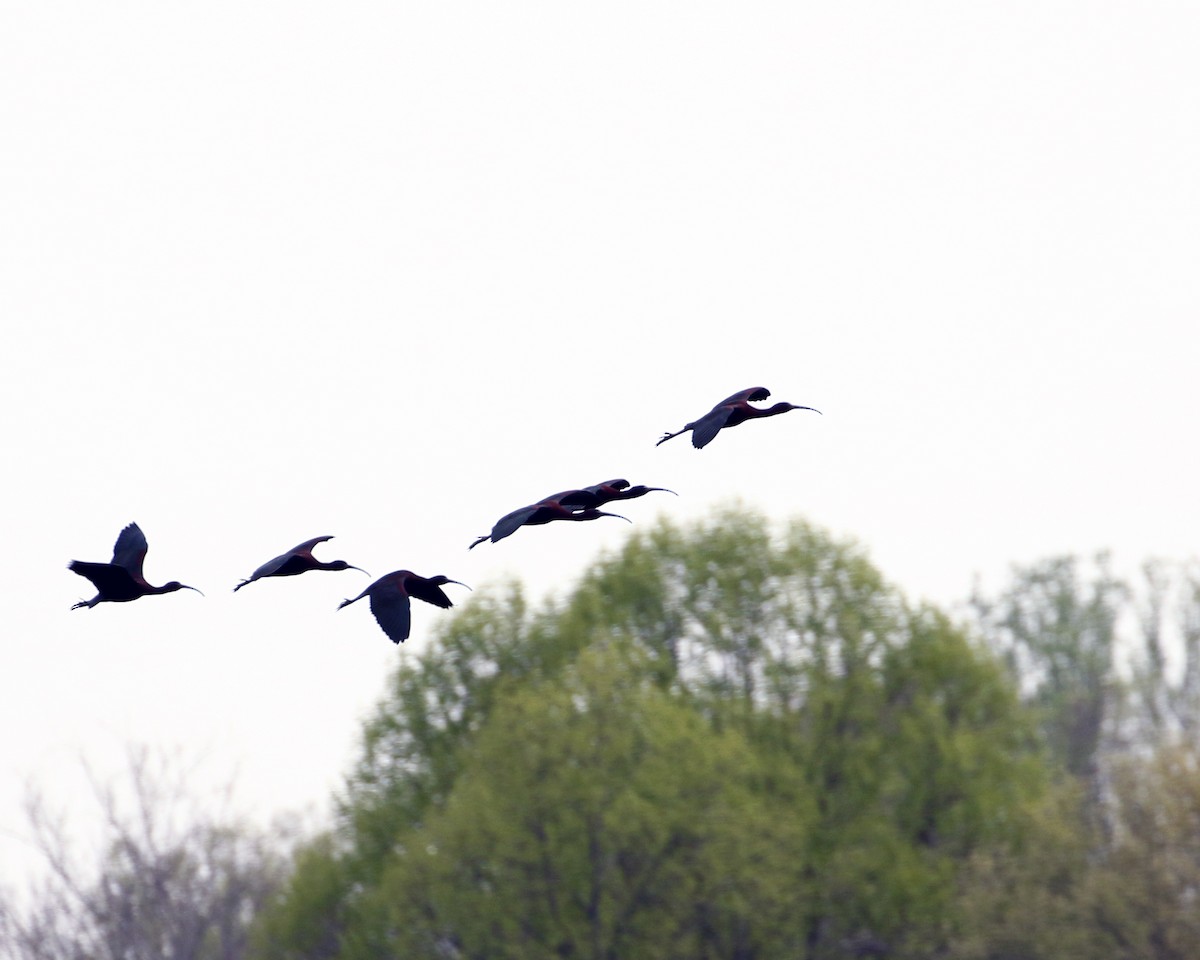 Glossy Ibis - ML558598071