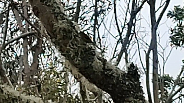 Mana-Akepakleidervogel - ML558598971