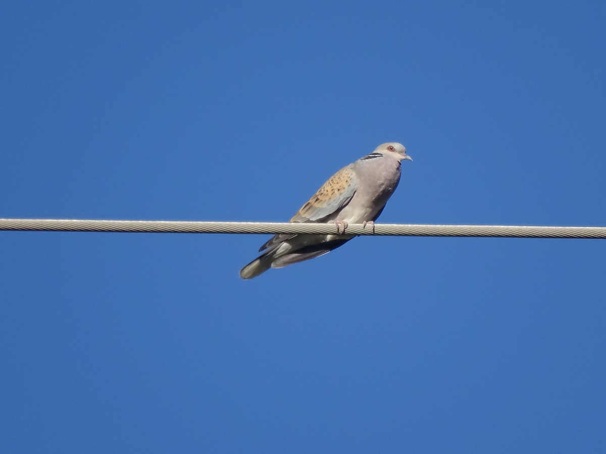 Өрнийн хүүрзгэнэ - ML558599041