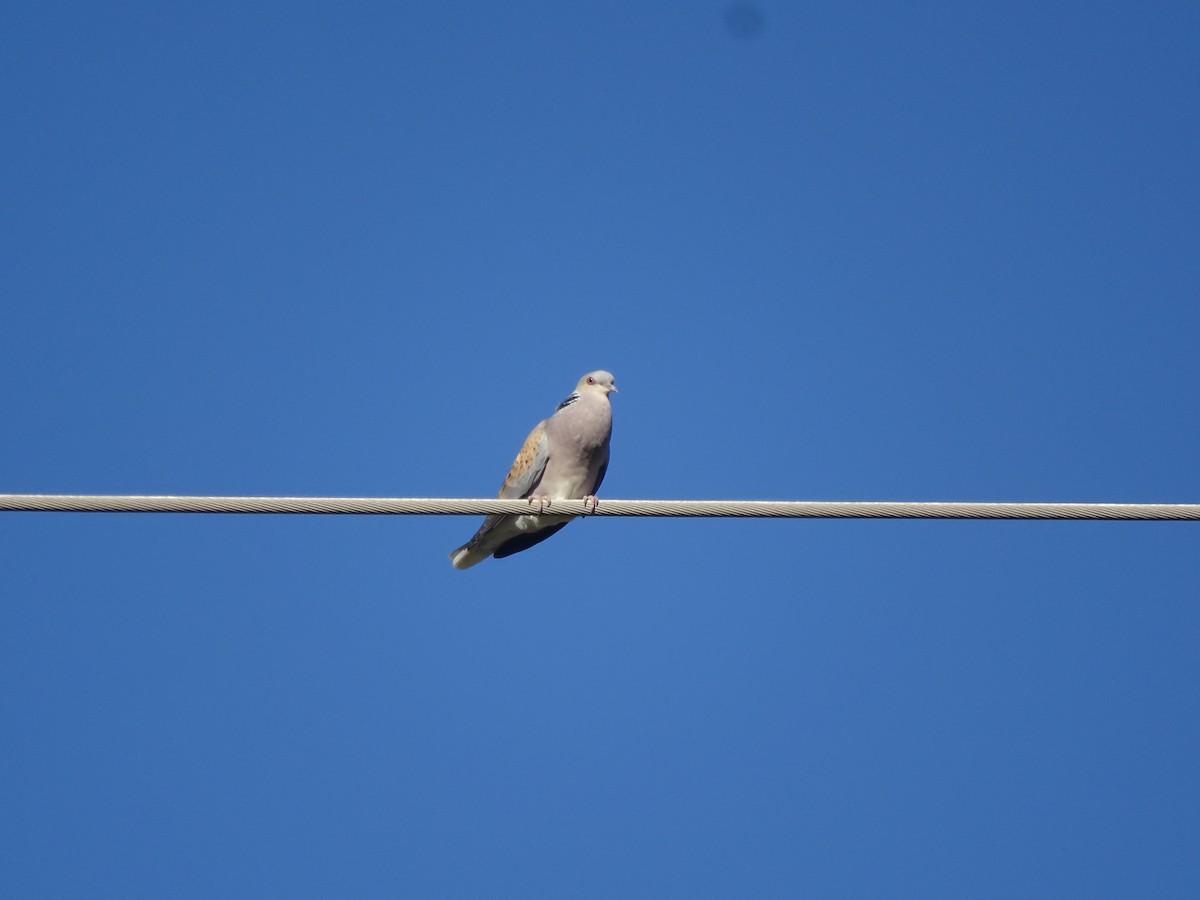 Өрнийн хүүрзгэнэ - ML558599051