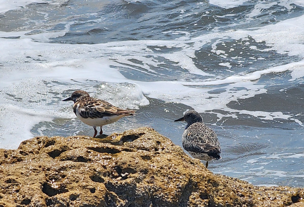 Ruddy Turnstone - Megan Taylor