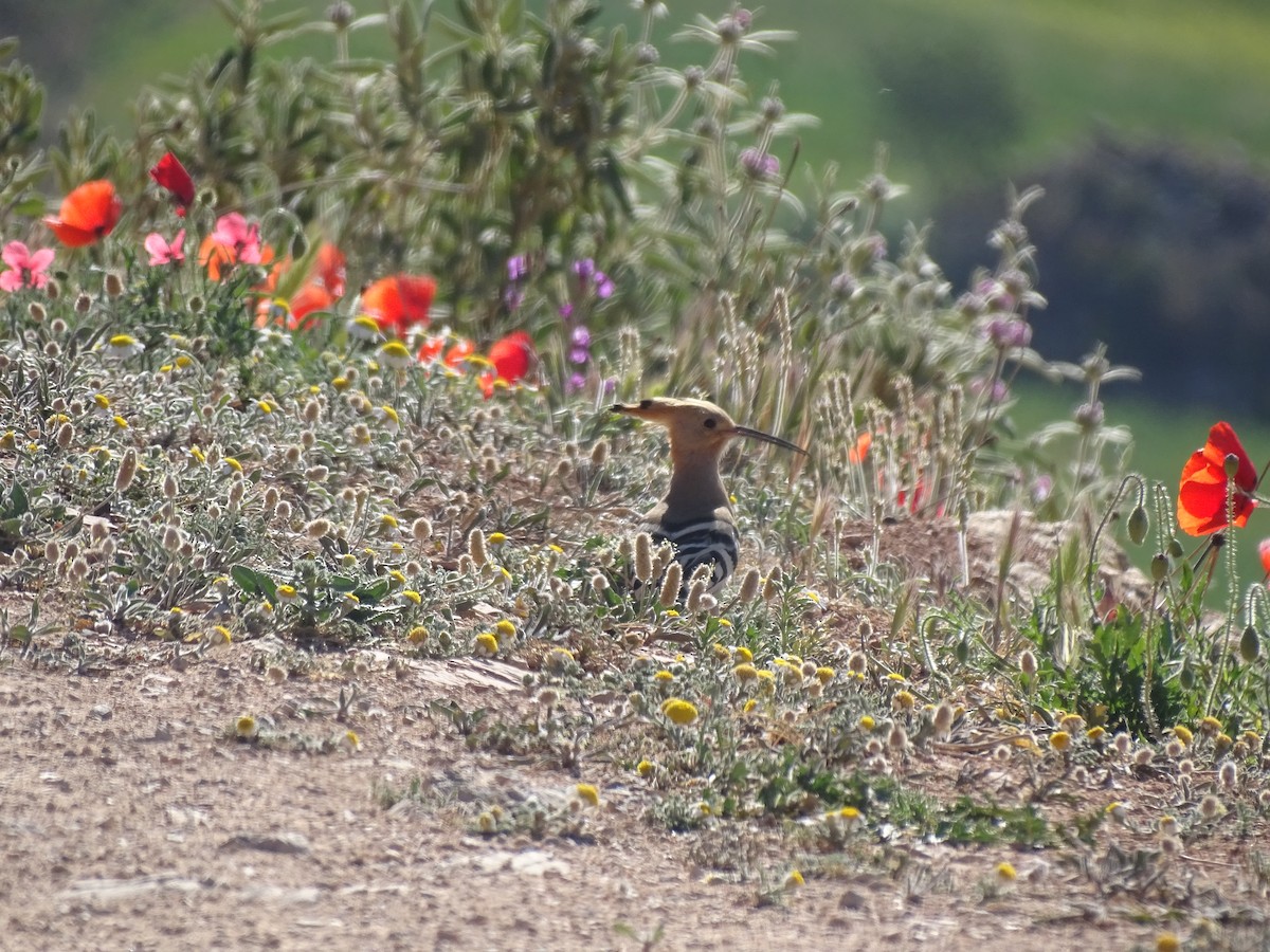 Common Hoopoe - ML558599481