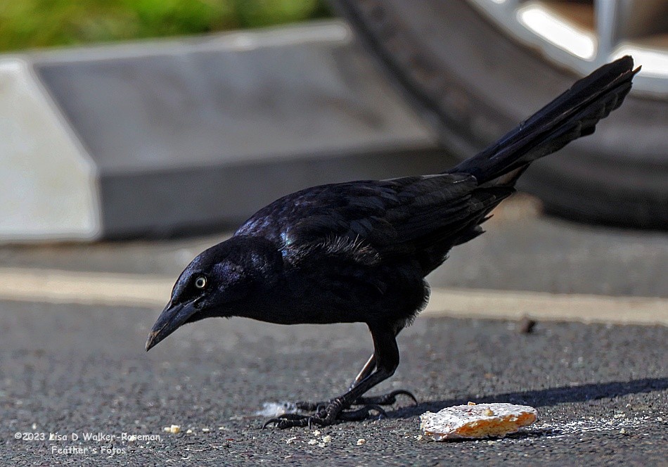 Great-tailed Grackle - ML558599561