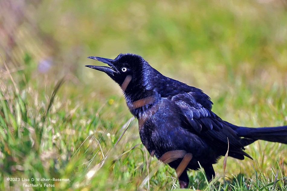 Great-tailed Grackle - ML558599571