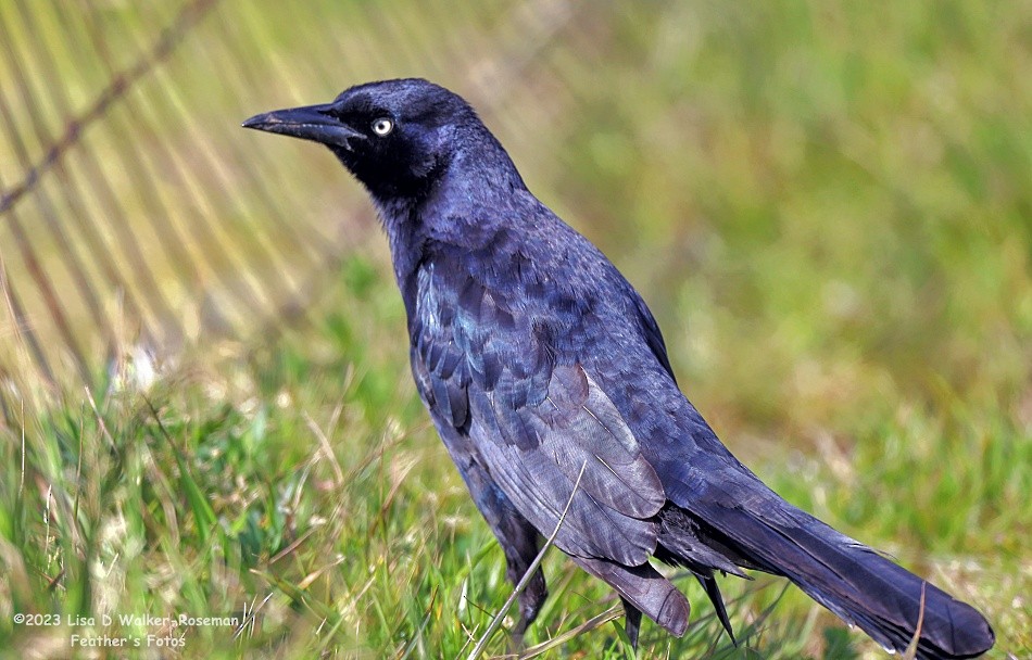 Great-tailed Grackle - ML558599581