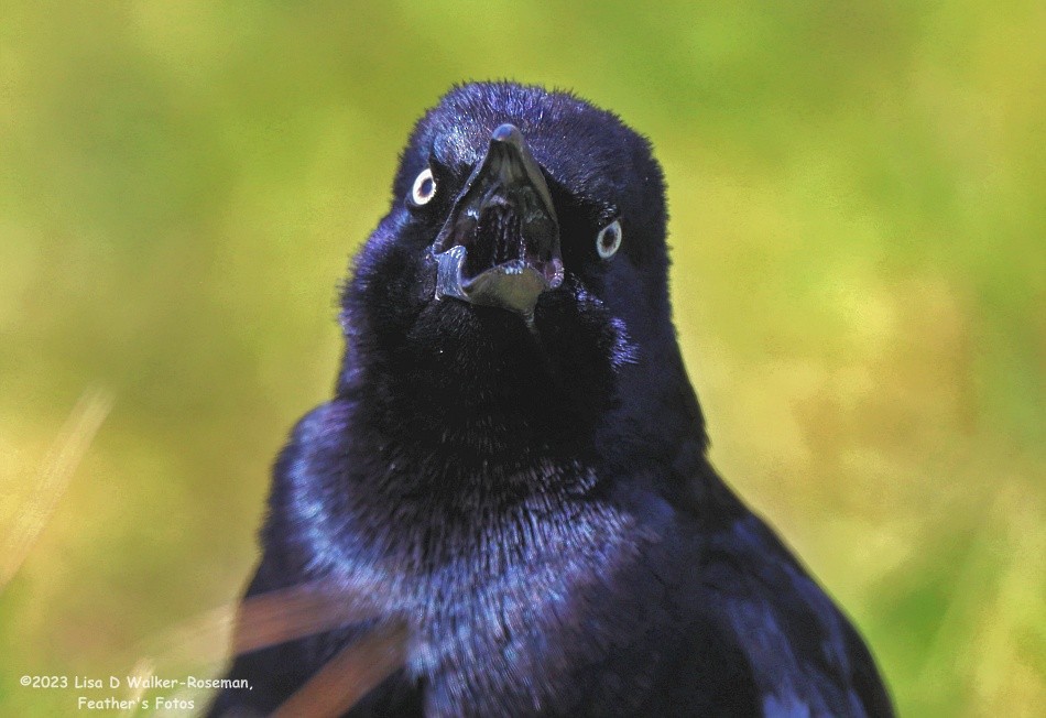 Great-tailed Grackle - ML558599591