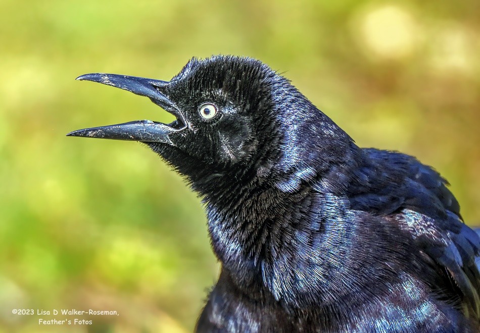 Great-tailed Grackle - ML558599601