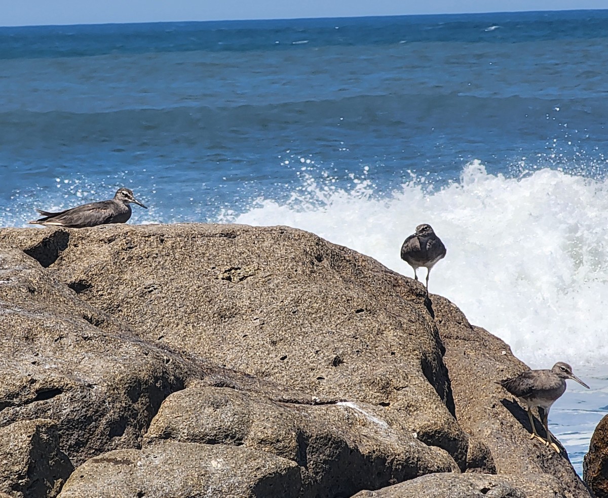 Wandering Tattler - Megan Taylor