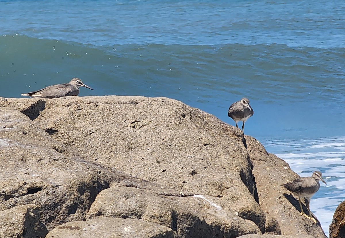 Wandering Tattler - ML558600261