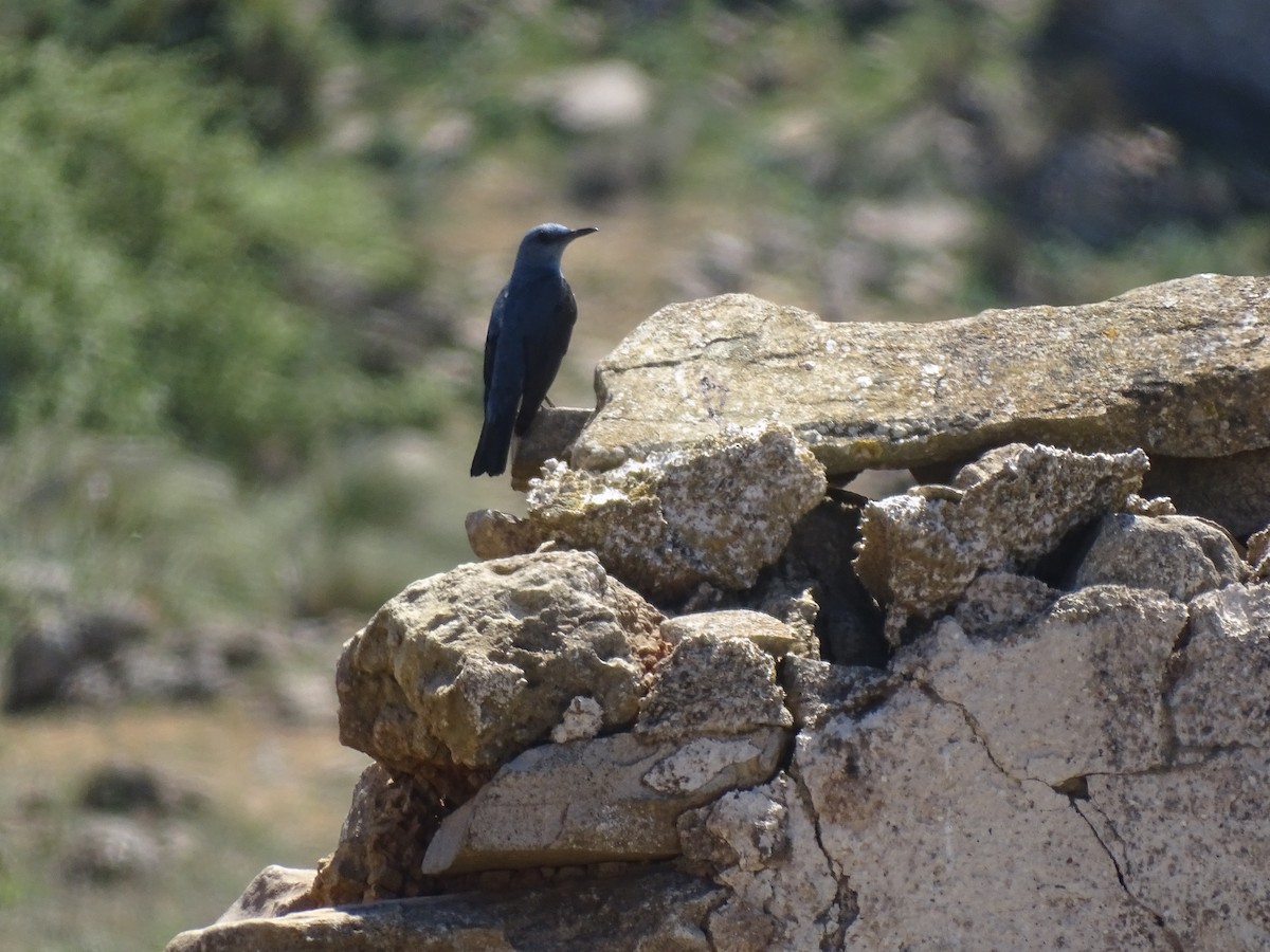 Цэнхэр жижир - ML558600281