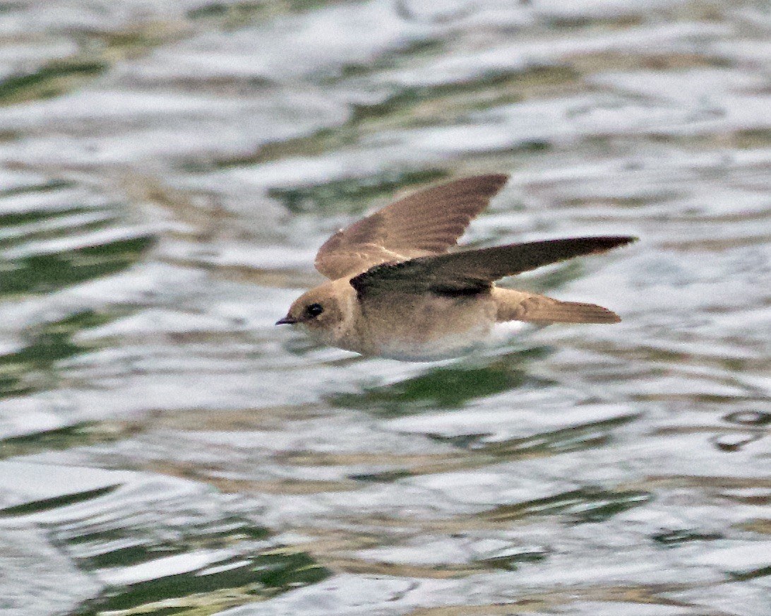 Northern Rough-winged Swallow - ML558600301