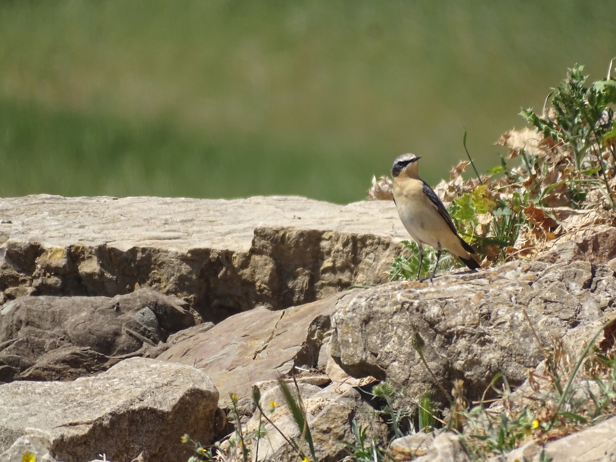 Адууч чогчиго - ML558600841