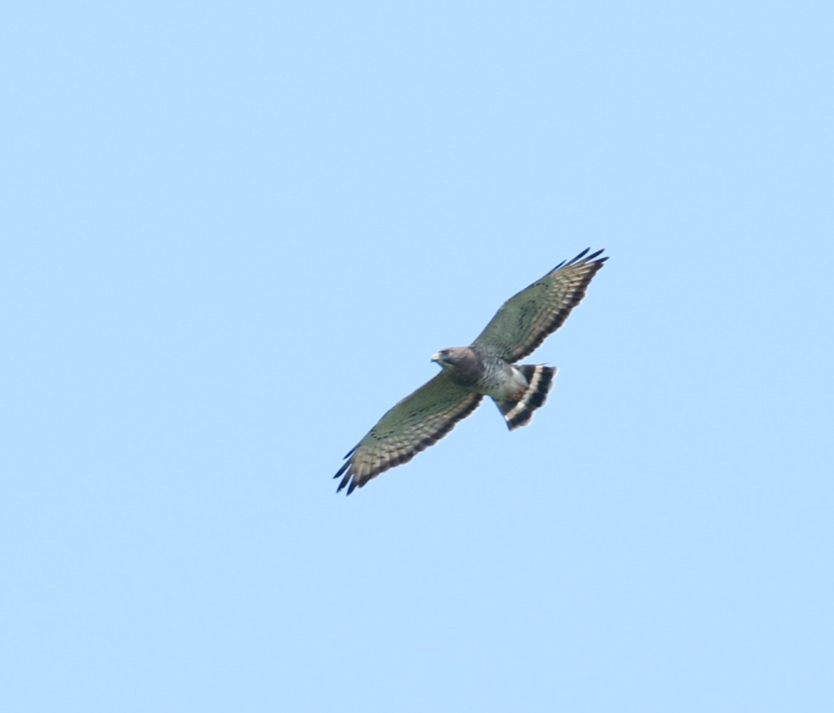 Broad-winged Hawk - ML558601441