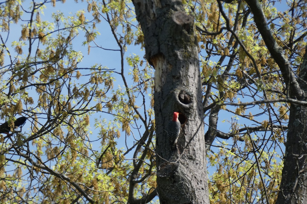 Red-bellied Woodpecker - ML558601741