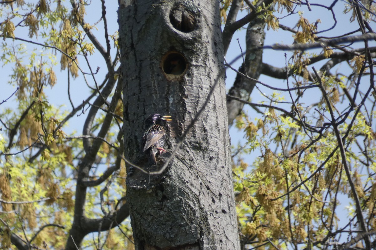 Red-bellied Woodpecker - ML558601751