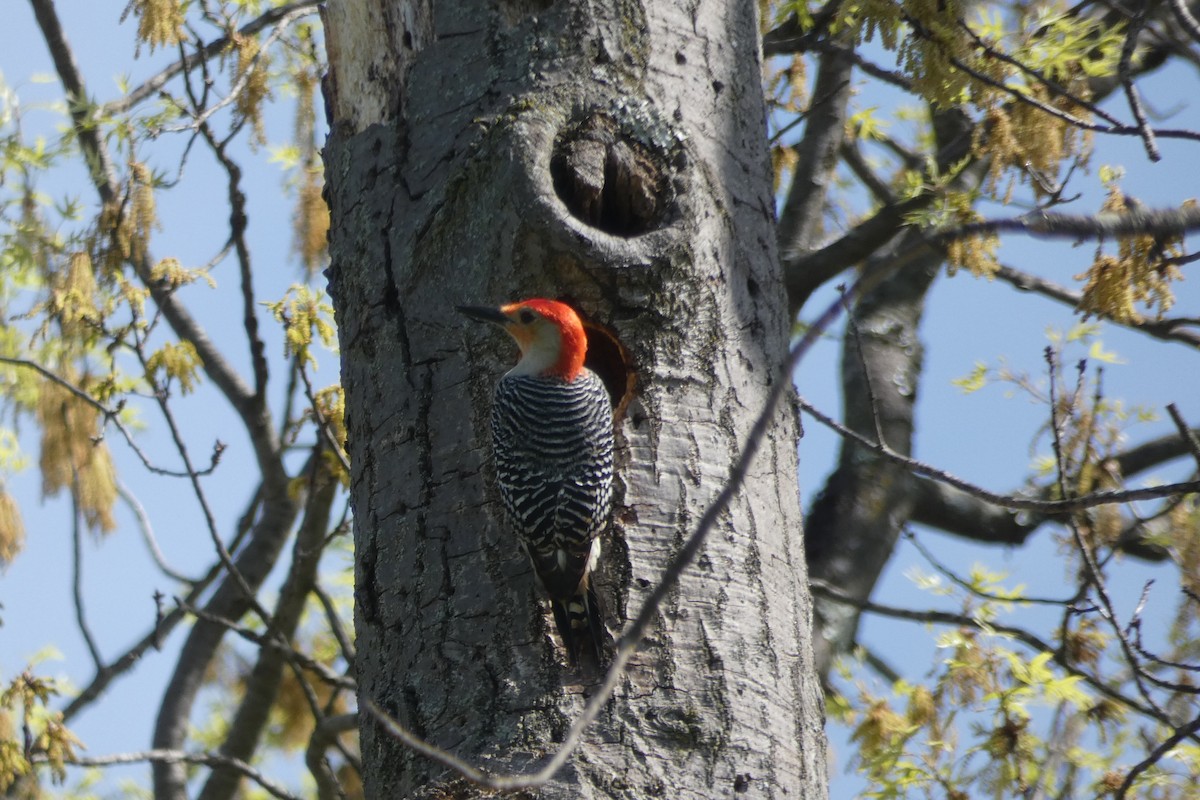 Red-bellied Woodpecker - ML558601761