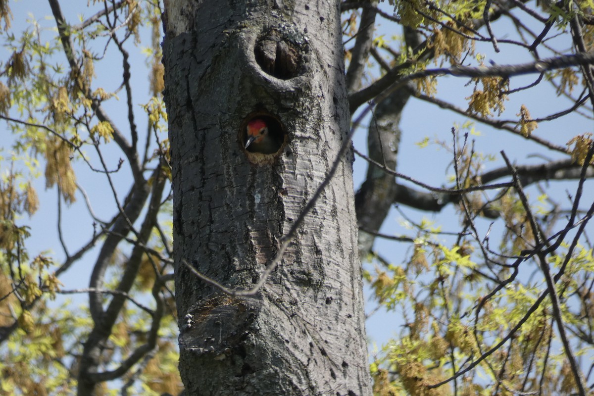 Red-bellied Woodpecker - Hisao Yatsuhashi