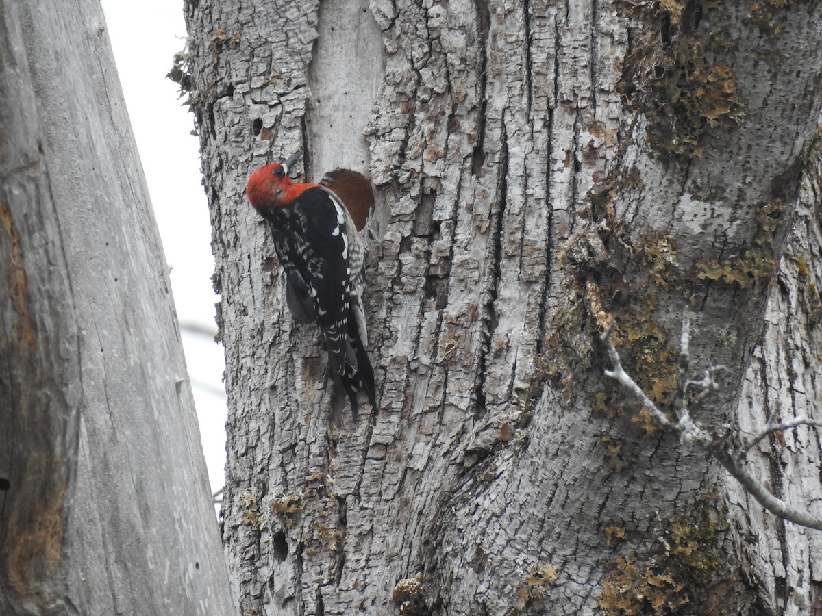 Red-breasted Sapsucker - Victoria Chaussee