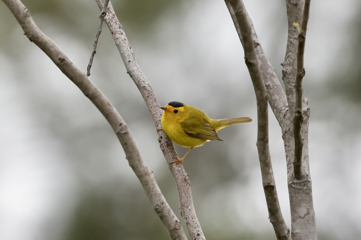 Wilson's Warbler - ML558603221