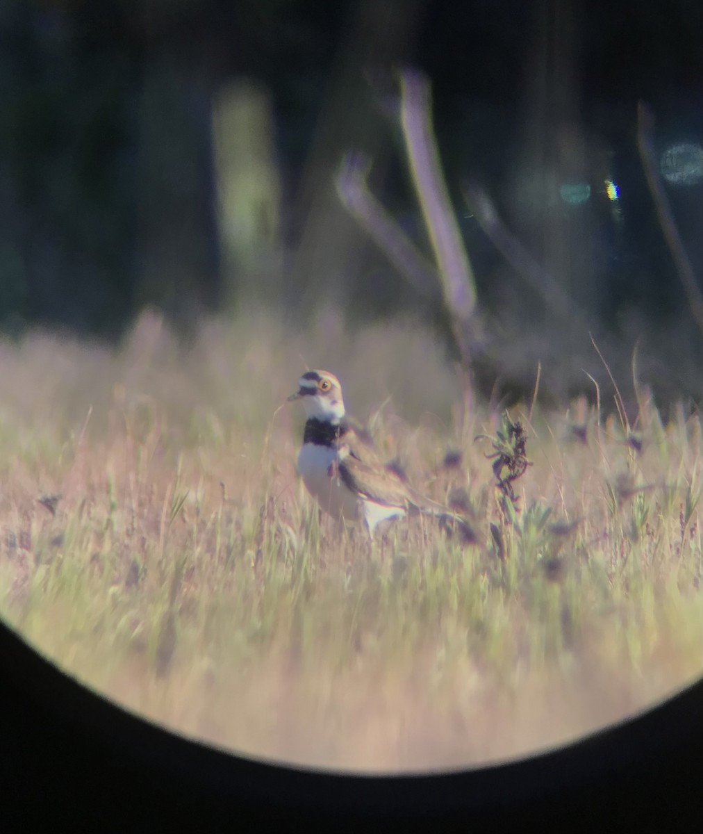 Little Ringed Plover - ML558603231