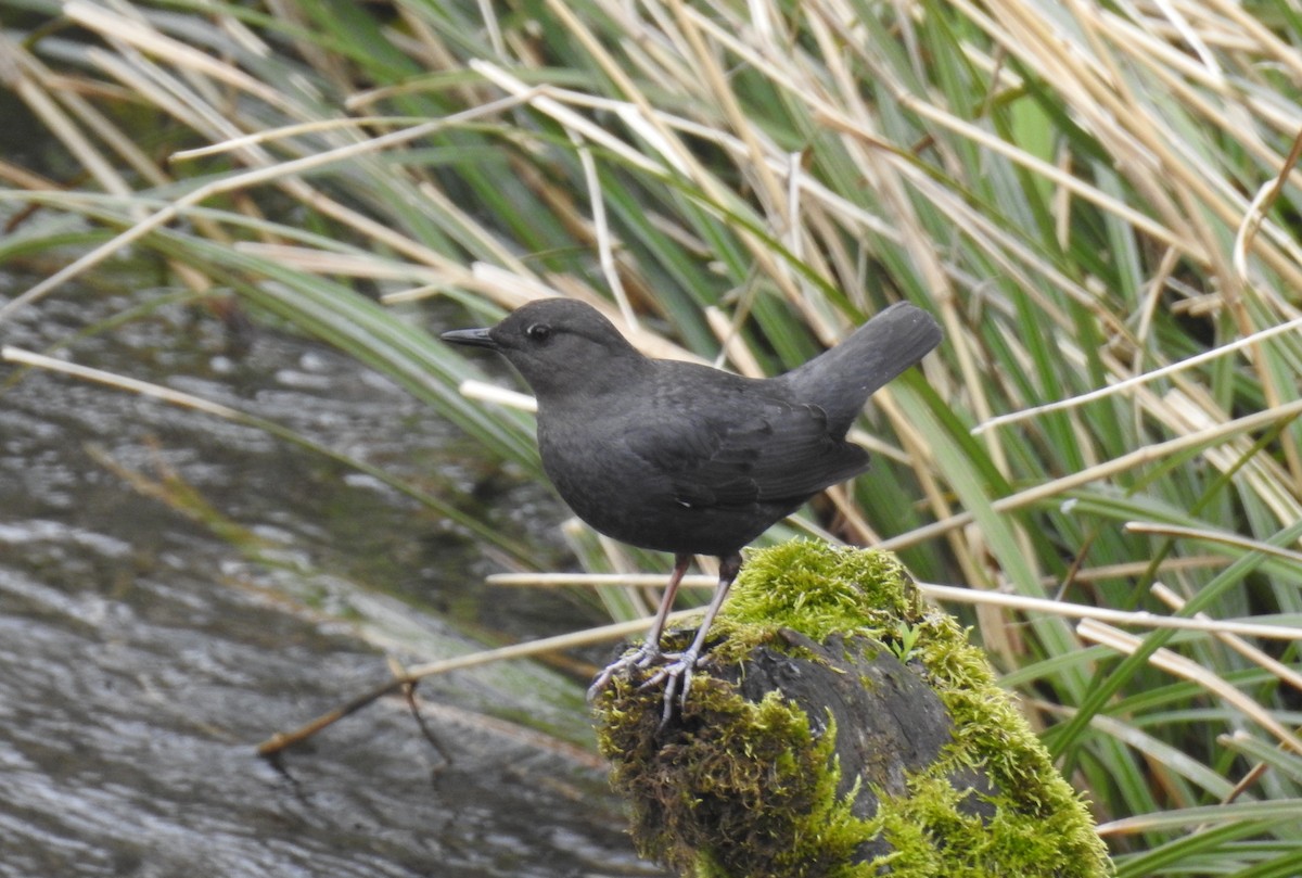 American Dipper - Victoria Chaussee