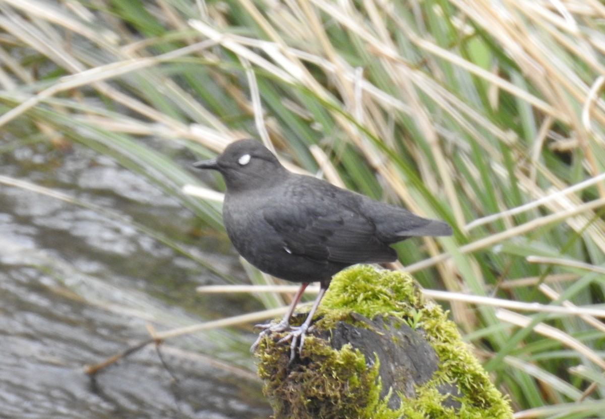 American Dipper - Victoria Chaussee