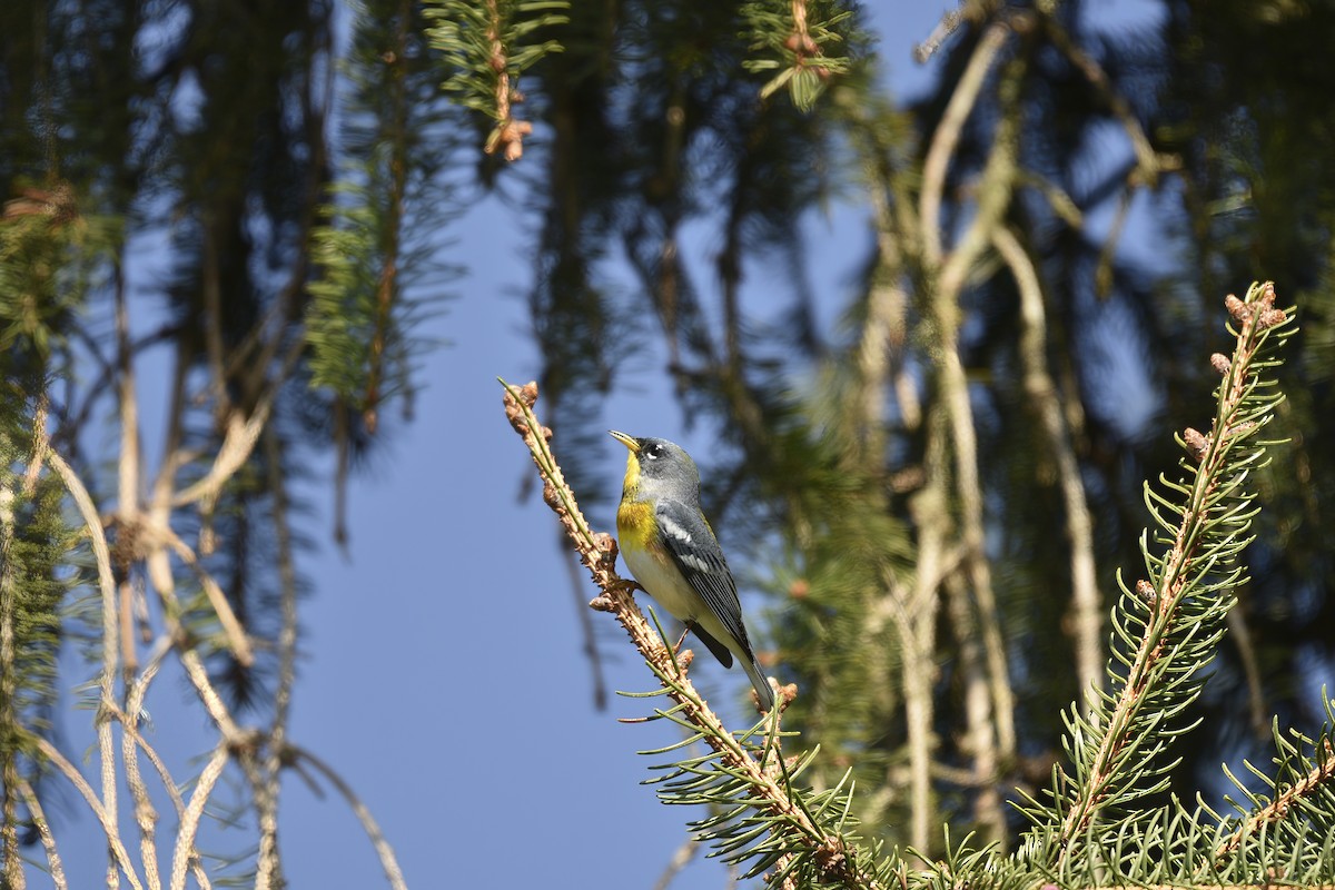 Parula Norteña - ML558603501