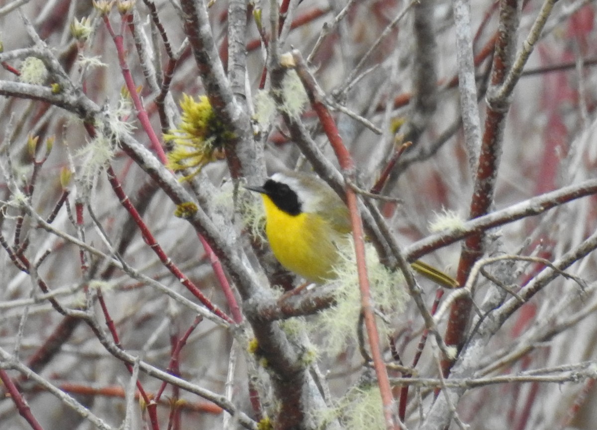 Common Yellowthroat - Victoria Chaussee