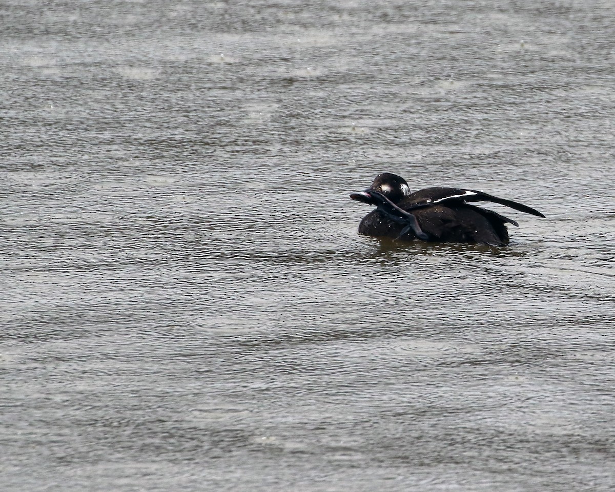 White-winged Scoter - ML558604581