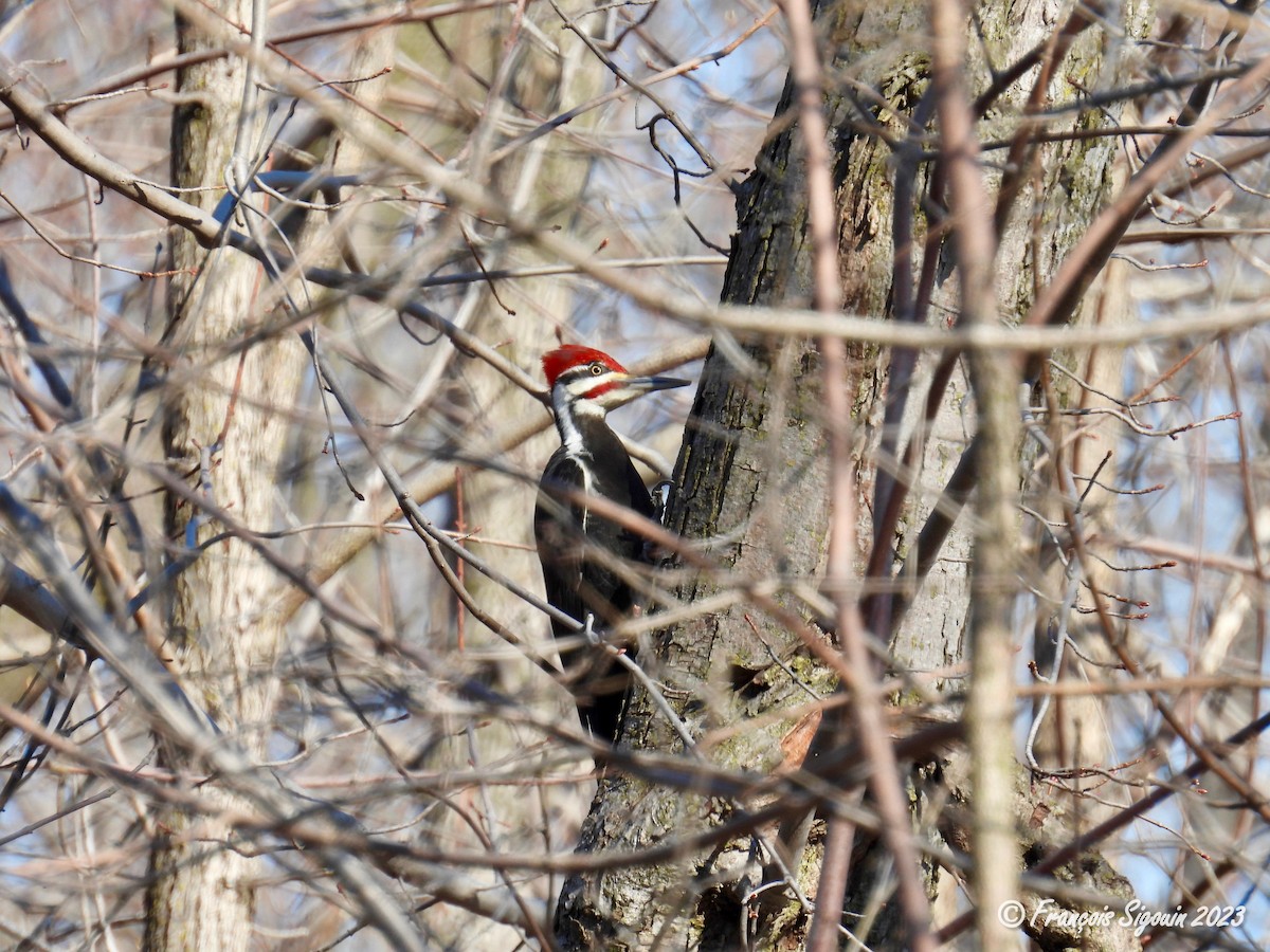 Pileated Woodpecker - ML558605391