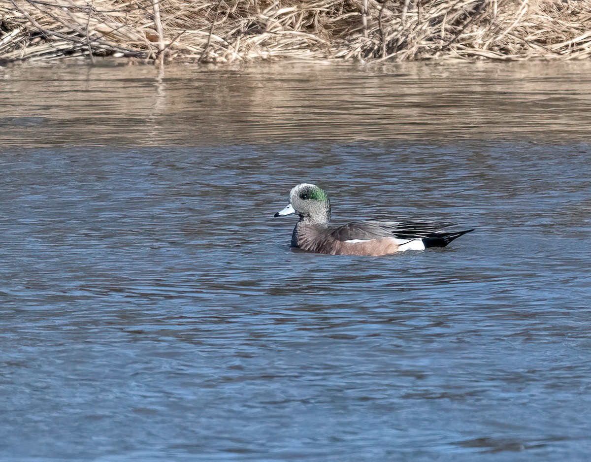 American Wigeon - Claude Garand