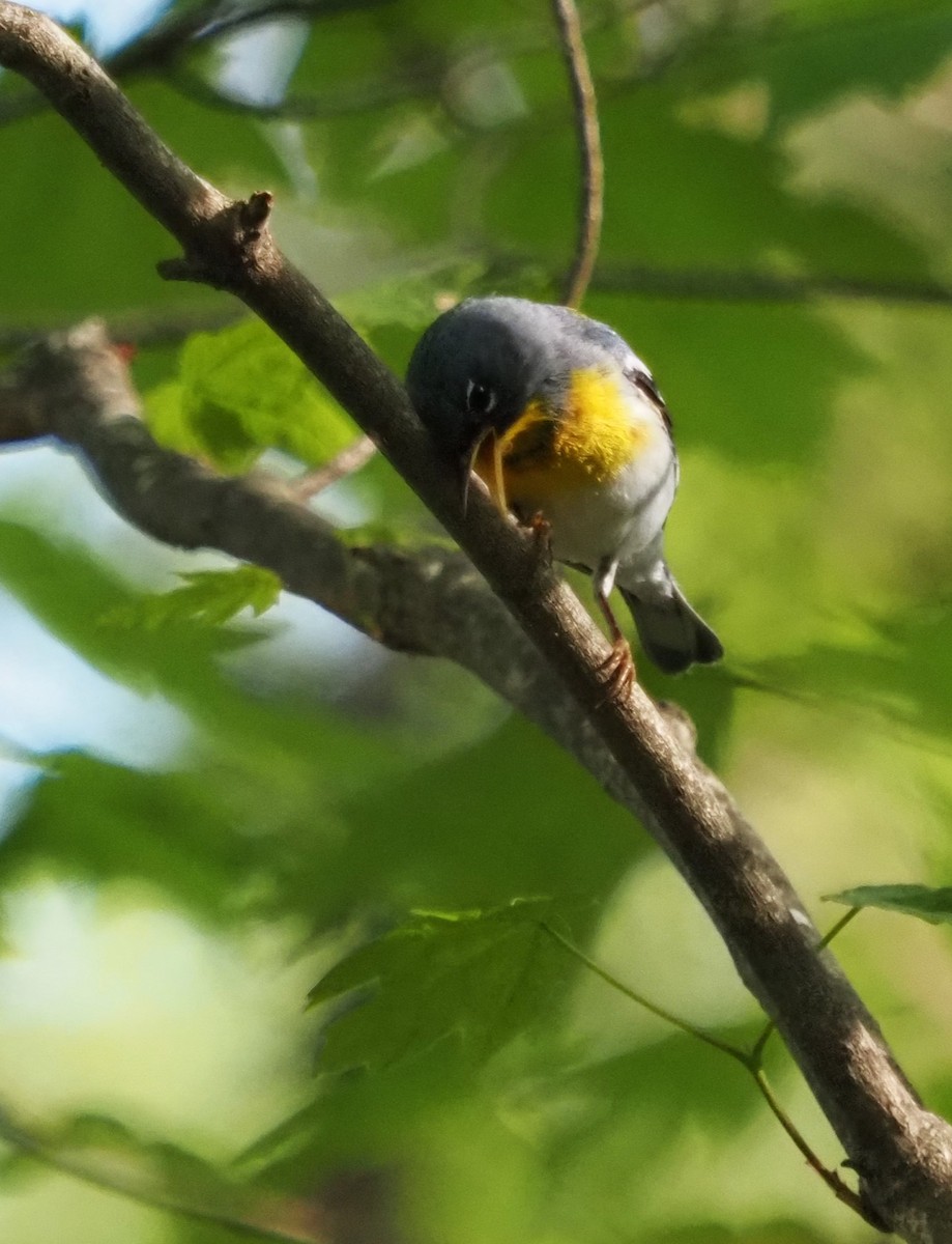 Northern Parula - Jeffery Sole