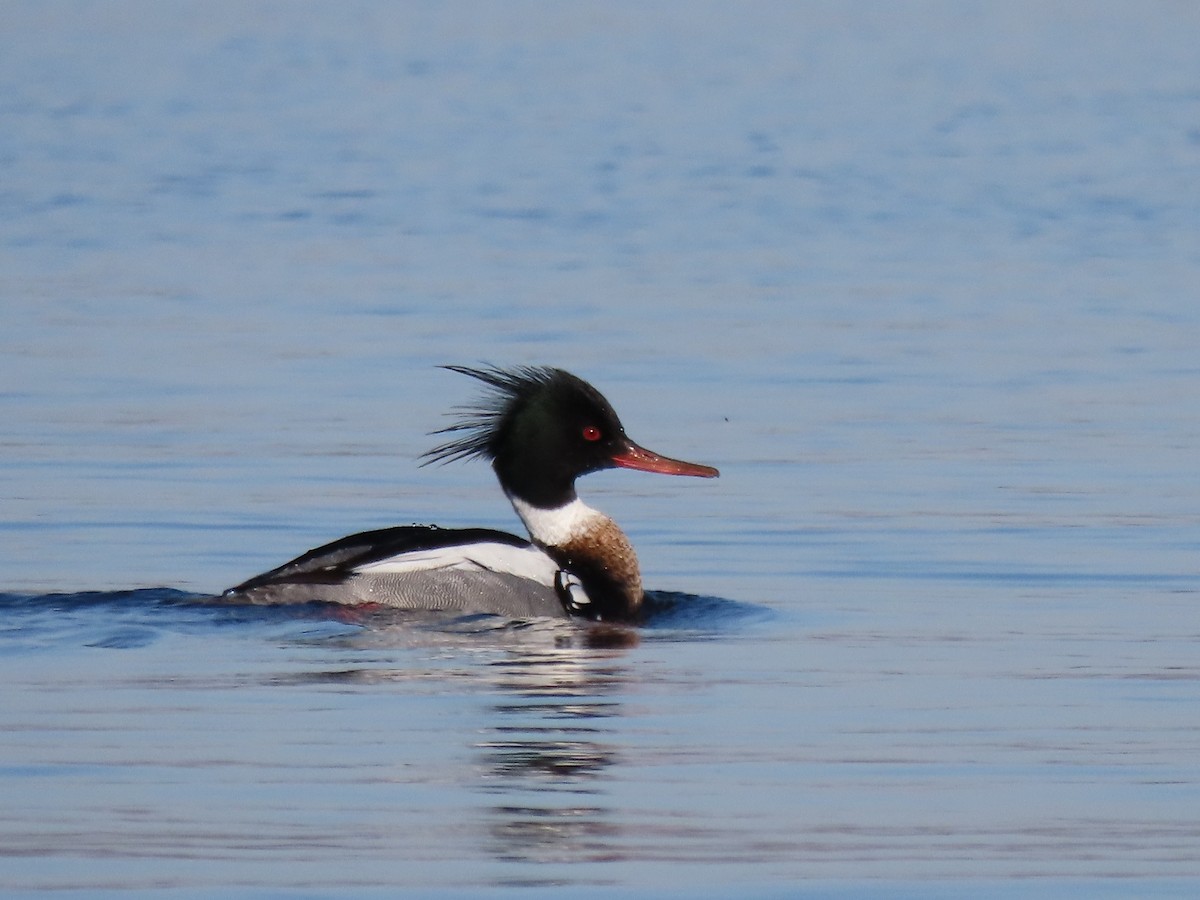 Red-breasted Merganser - ML558607811