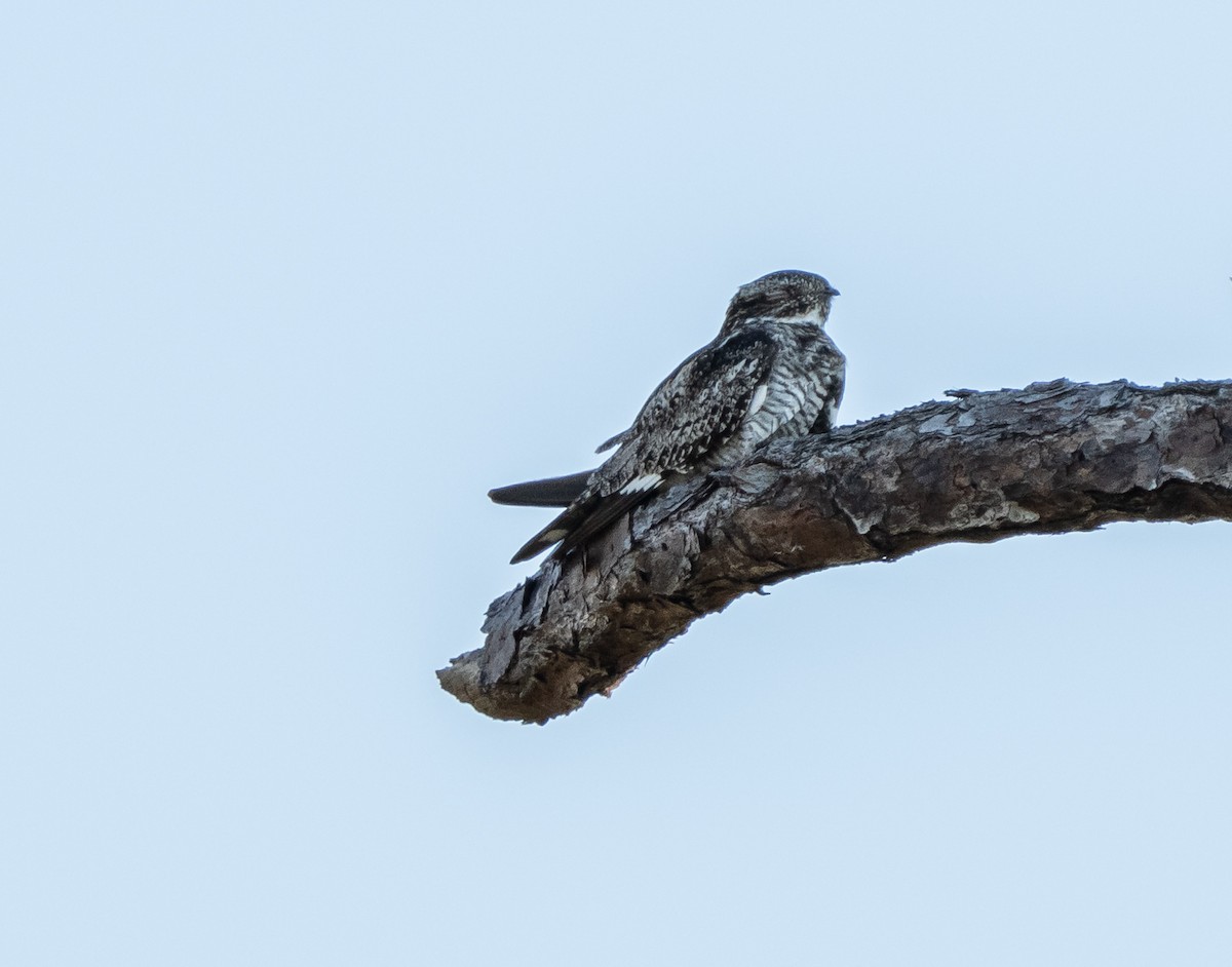 Common Nighthawk - ML558608071