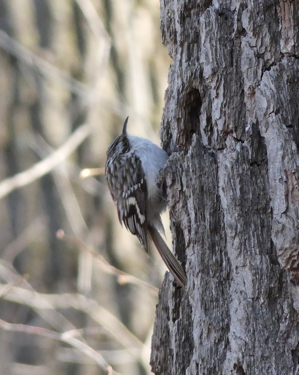 Brown Creeper - ML558608531