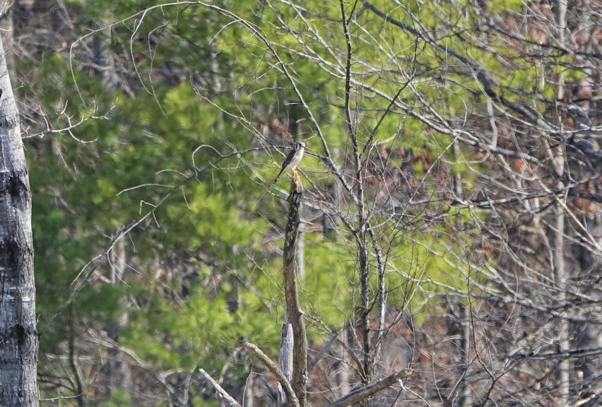 American Kestrel - ML558608641