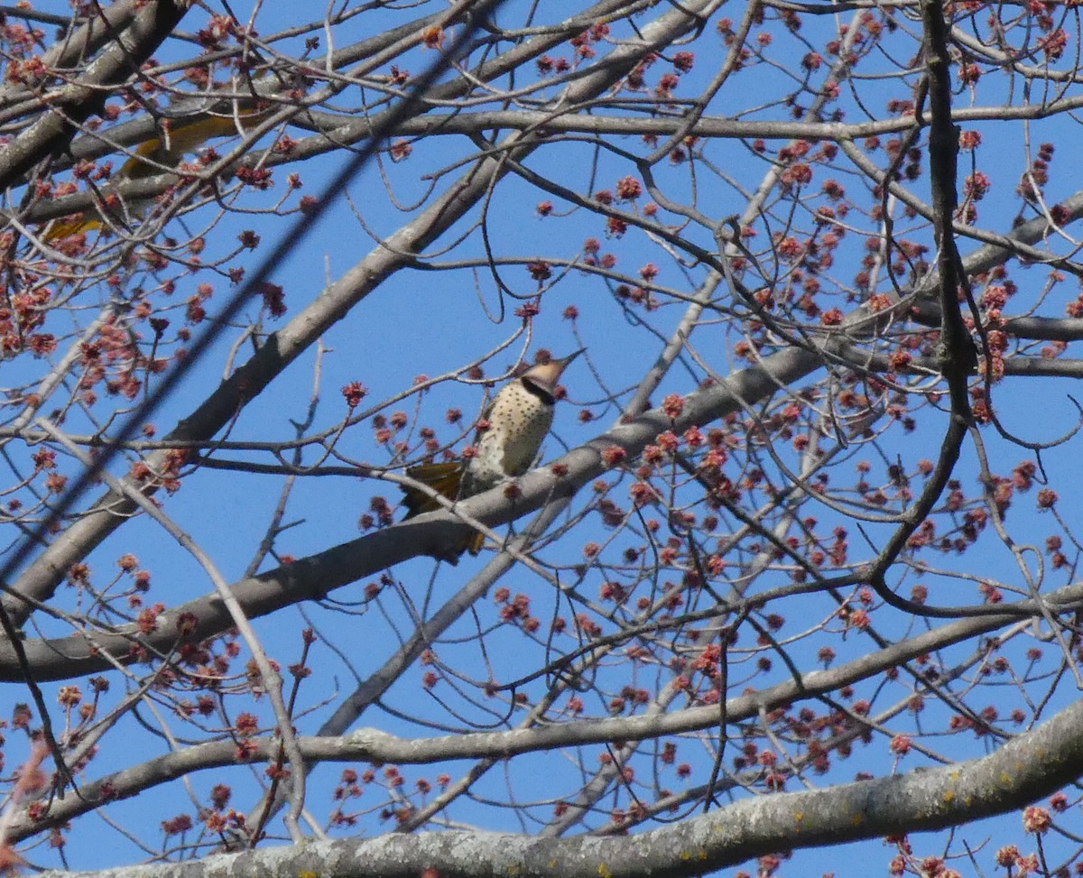 Northern Flicker - Georges Lachaîne