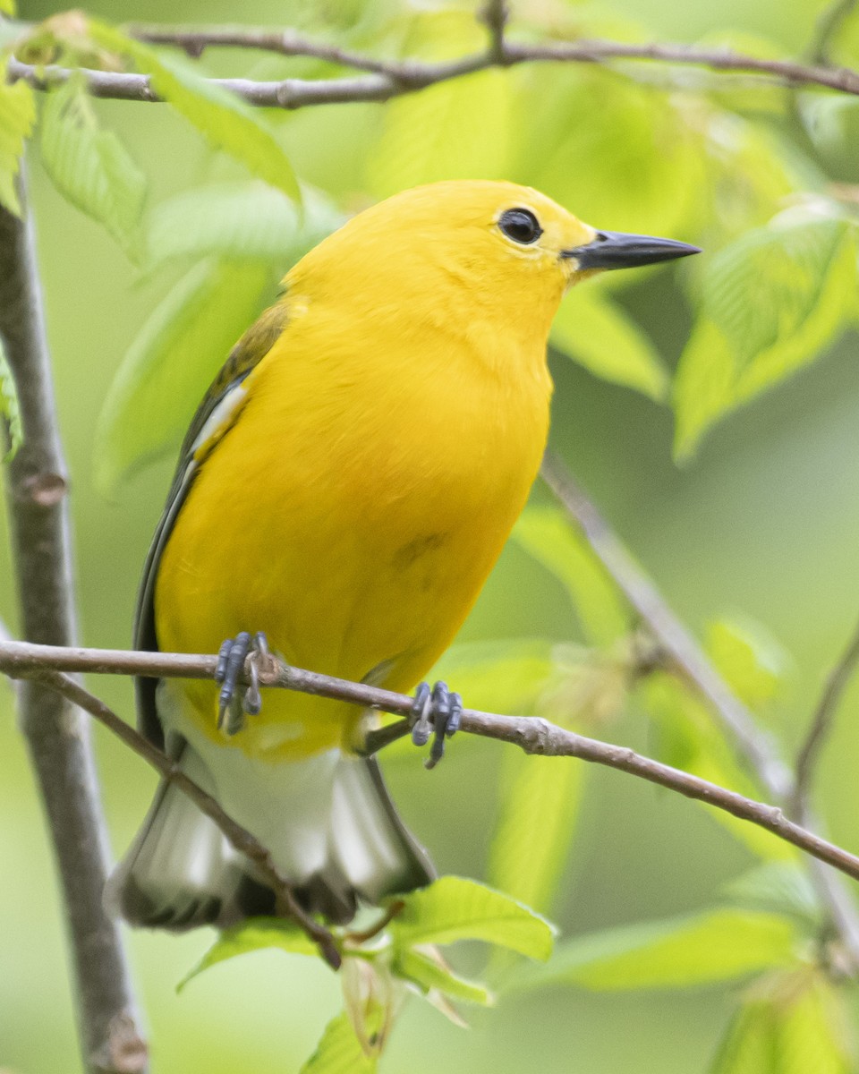Prothonotary Warbler - ML558609661