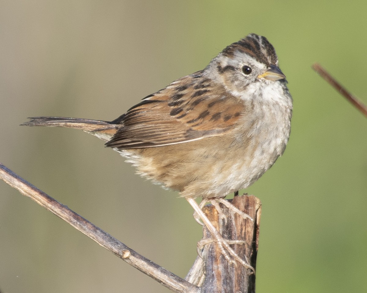 Swamp Sparrow - ML558609961