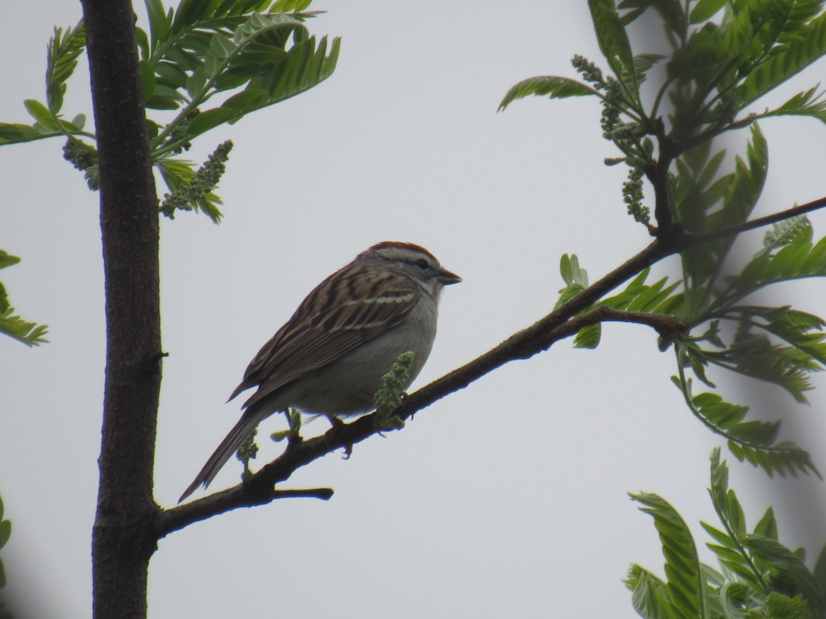 Chipping Sparrow - ML558612961